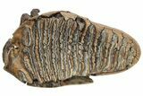 Woolly Mammoth Molar With Roots - Siberia #227422-3